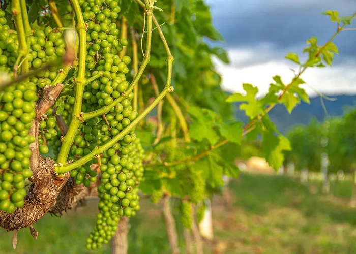 CASA BOHEMIA - Hotel, Spa, Restaurante, Viñedo, Cervecería Campoalegre