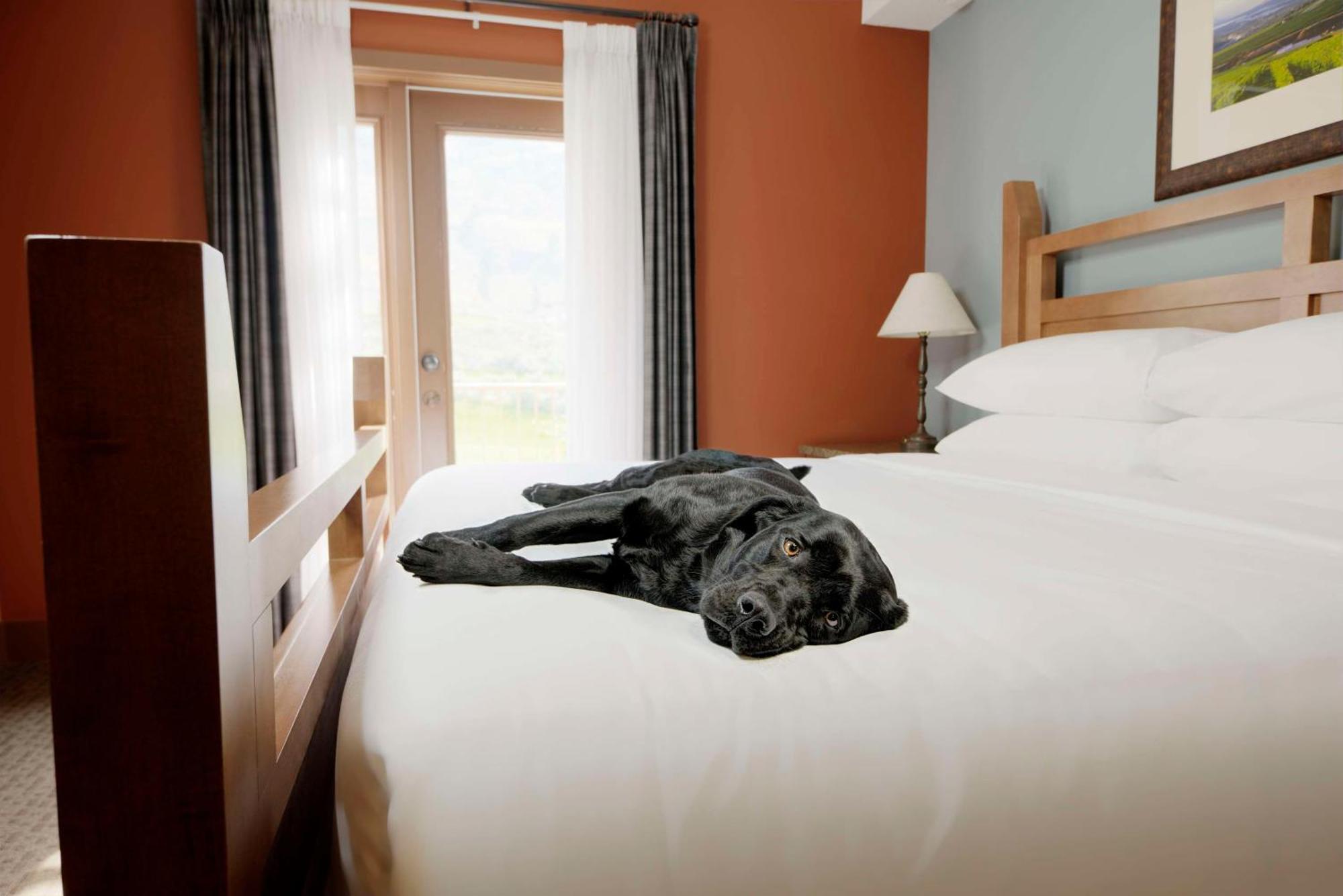 One-Bedroom Apartment with King and Pullout Bed
