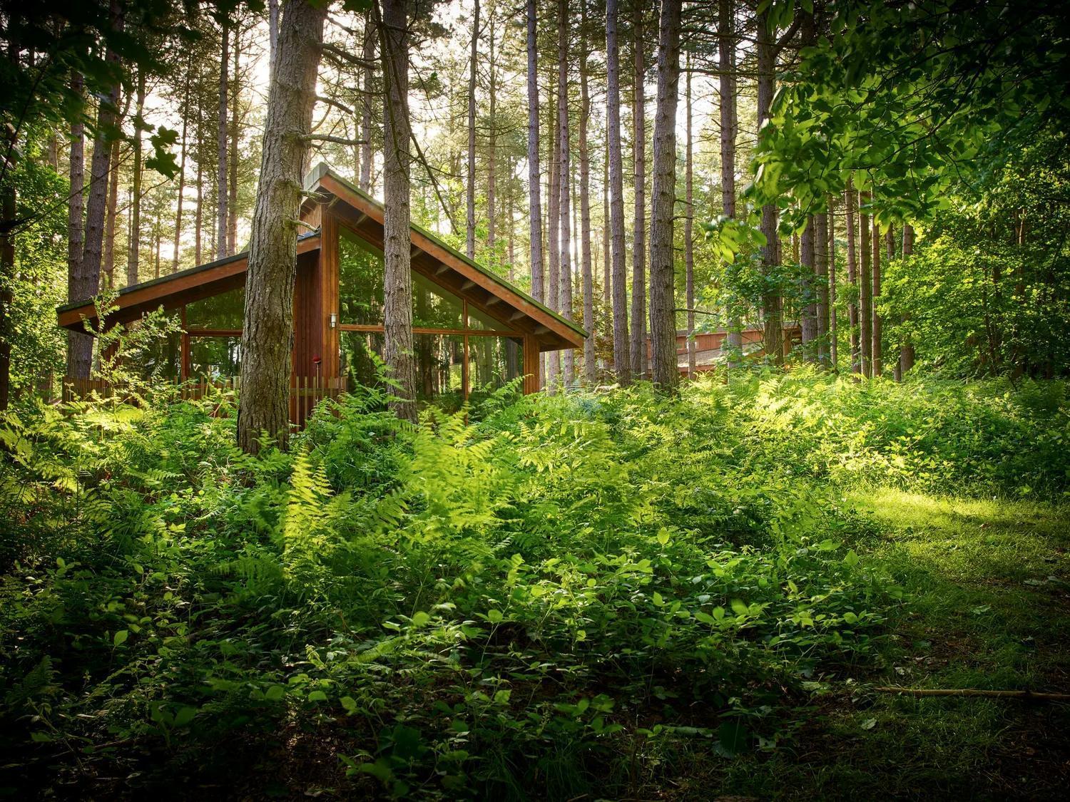 Silver Birch Cabin