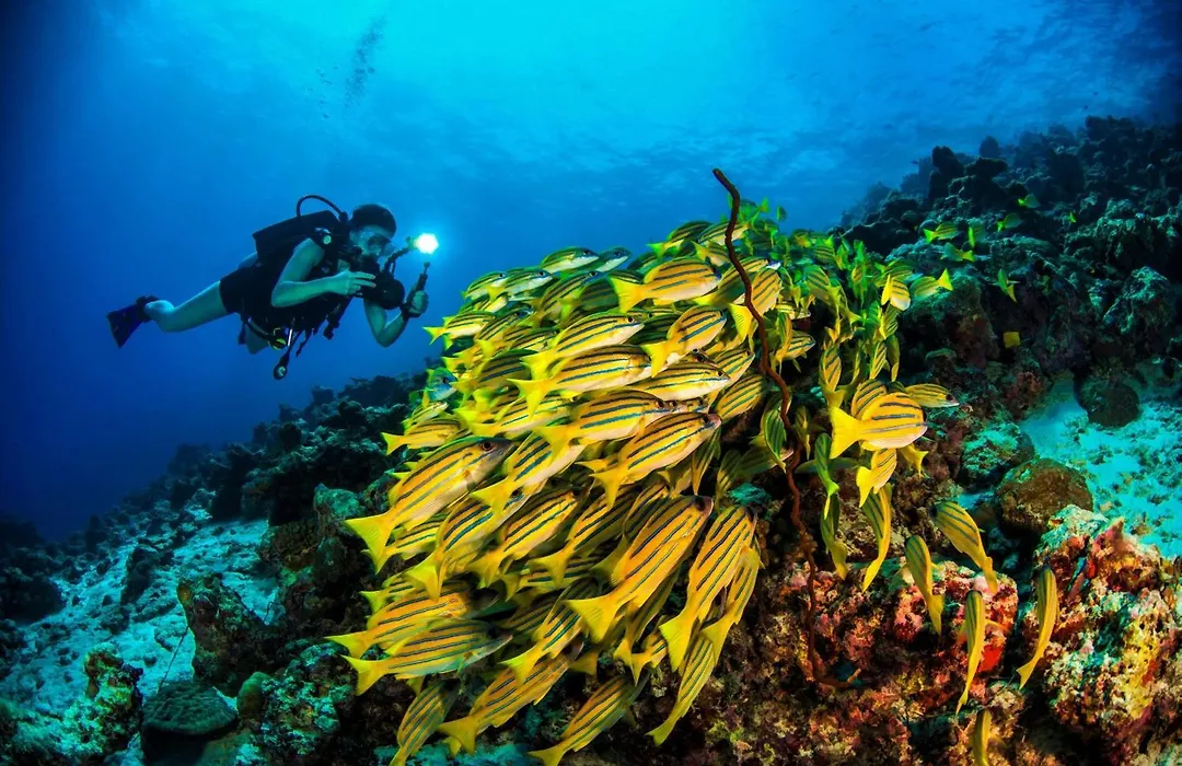 Dusit Thani Maldives - 50 Percent Off On Transfers For Stays Of 5 Nights Stay Until 20 December 2026-1