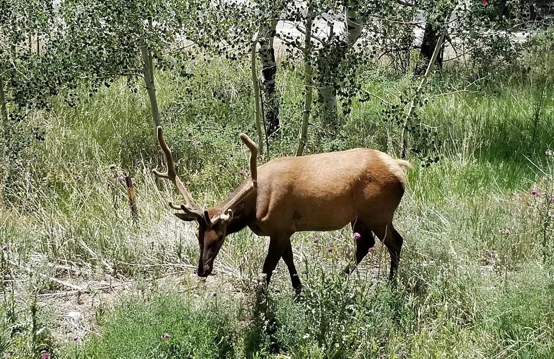 Kokopelli Inn-1