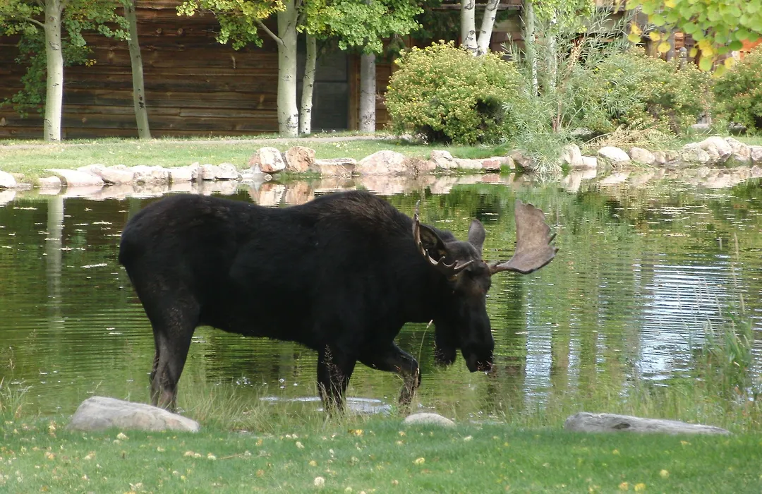 Spring Creek Ranch-1