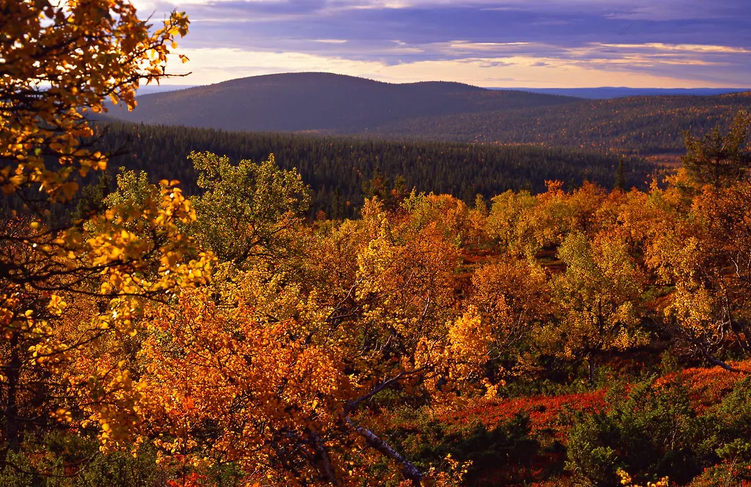 Lapland Hotels Saaga-1