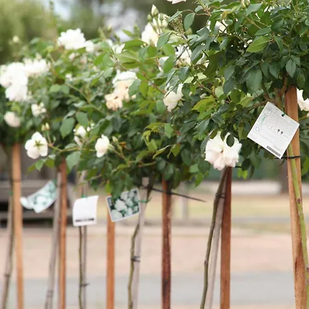 Big4 Shepparton Park Lane Holiday Park-3