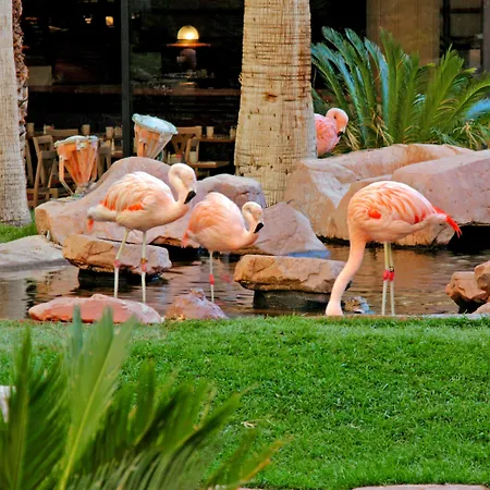 Flamingo Las Vegas Hotel&Casino-2