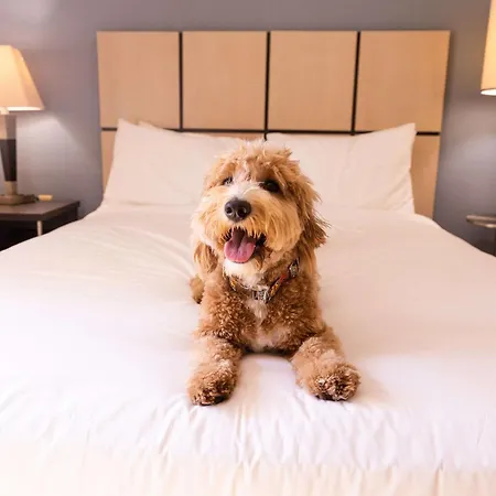 Sonesta Simply Suites Phoenix Glendale-3