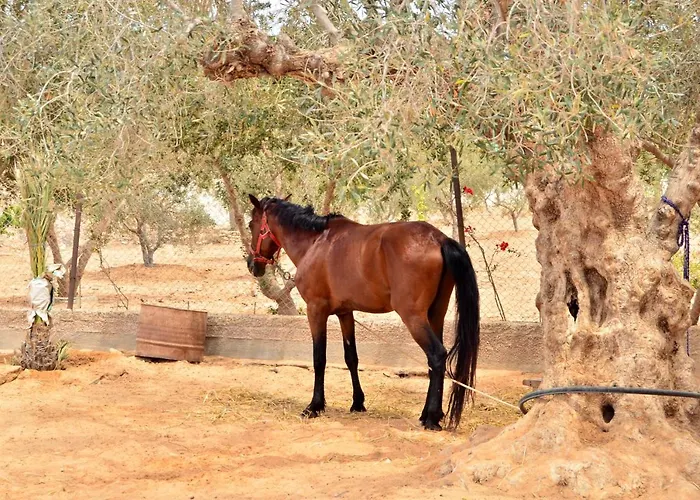 Ranch Tanit Djerba
