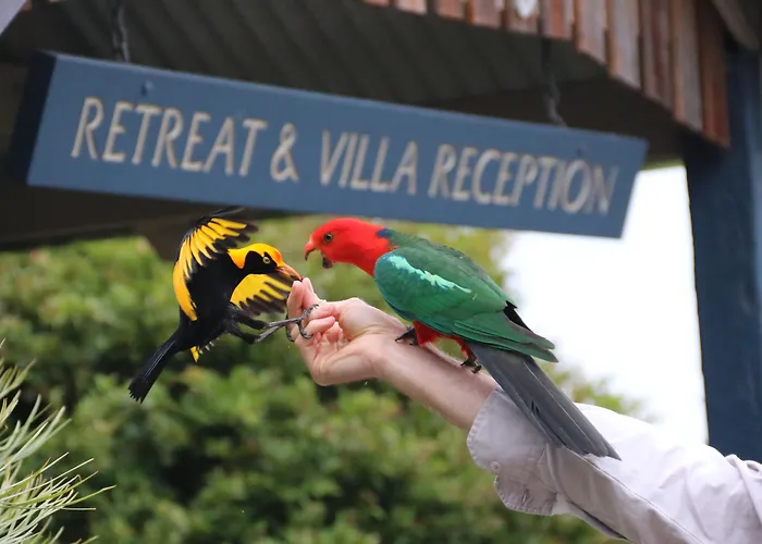 O'Reilly'S Rainforest Retreat
