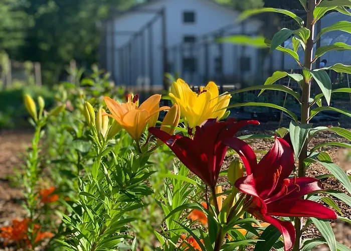Goldberry Woods- A Modern Farm Resort