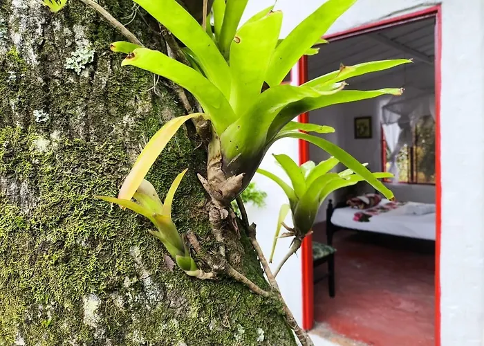 Villa Sonia Eco-Hostel Gigante