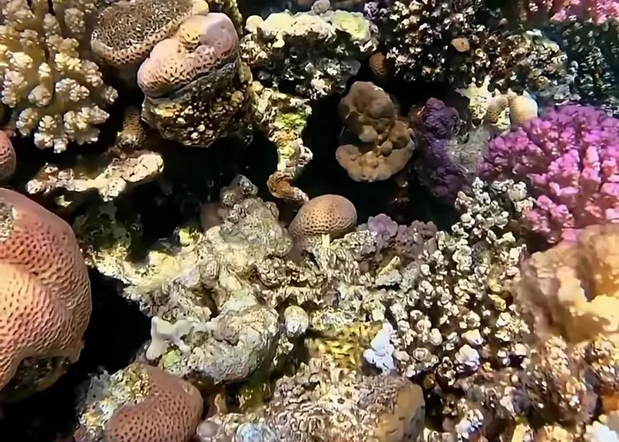 Domina Coral Bay Prestige